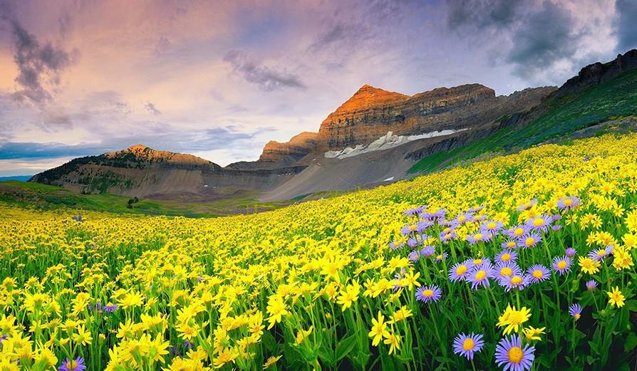 valley-of-flowers 